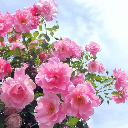 バラ苗 強健 芳香 早咲き ローズヒップ つるバラ 薔薇苗
