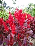 1000 China Town Red Celosia Seeds, Cockscomb~Plants Thrive in Heat and Sun