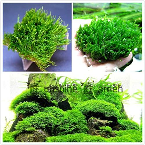 Hot Sale!!! 5 Gram Flame Moss Seeds Moss On Mesh Aquatic Aquarium Plants Easy Low Light Java Moss Best Variety