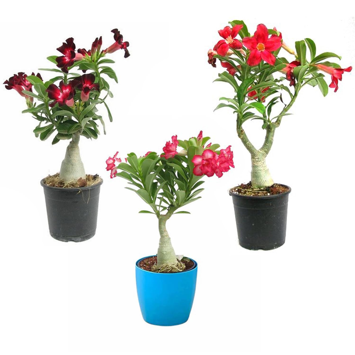 Hybrid adenium live plant pack of 3 mix colour (B0CMJMZJ9M) Amazon Price History, Amazon Price Tracker