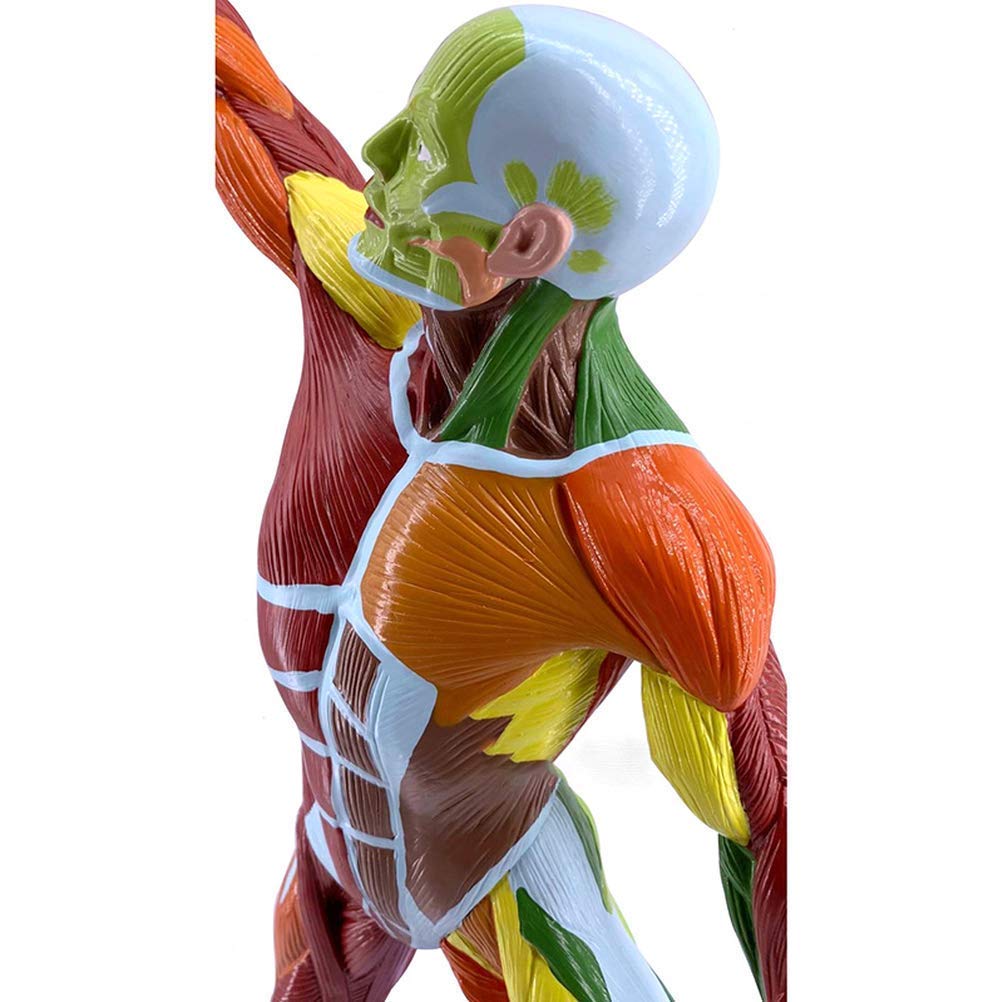 Modèle Anatomique De Muscle Humain Coloré, 50cm, Viscères Humains, Ressources d'apprentissage Modèle Anatomique, Matériel Pédagogique