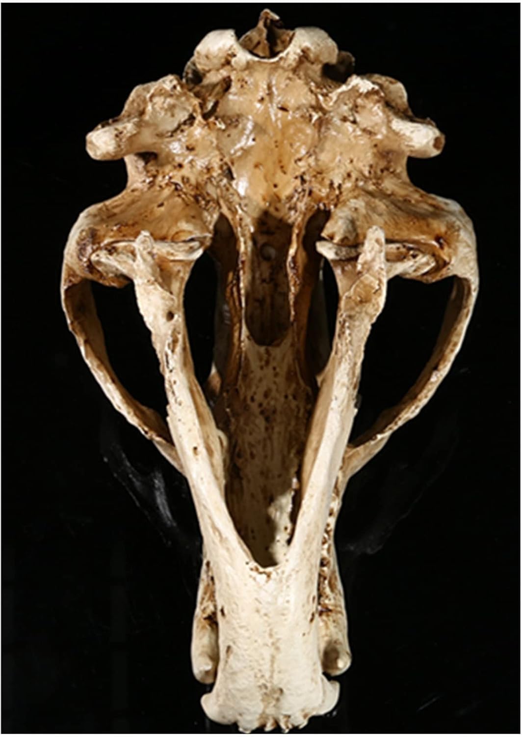 Cranio di animale, replica del teschio di orso polare in resina, modello di testa di anatomia del teschio di animale, collezione di strumenti educativi for studi veterinari, decorazione