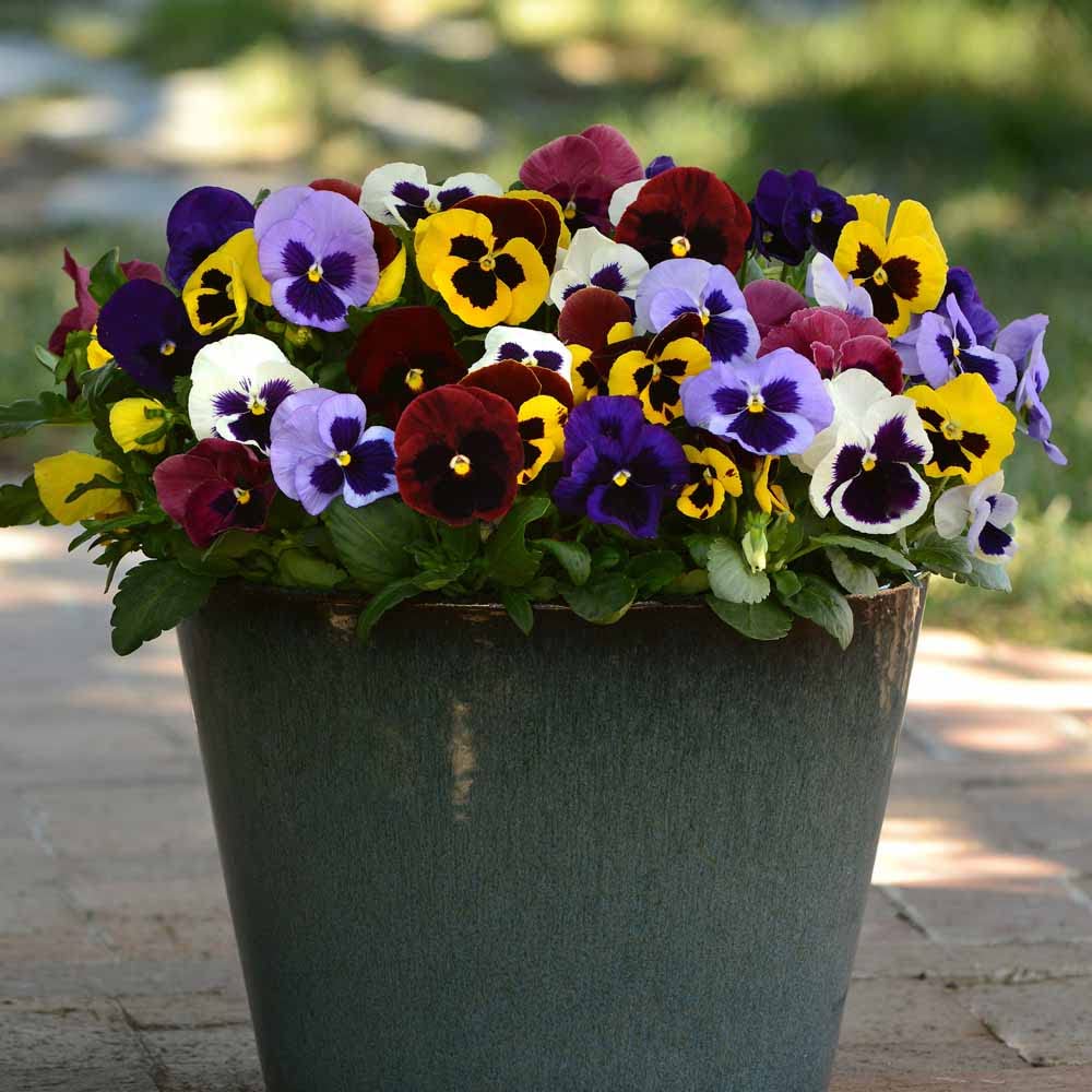 Zabbus Seeds Pansy Mixed Colour Flower Seeds Hybrid F1 Seeds for Home Garden All Season (100 Seeds) (B0BHJ93RZS) Amazon Price History, Amazon Price Tracker