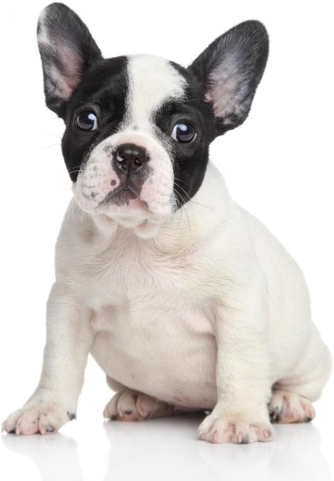 Wallmonkeys WM91174 French Bulldog Puppy Peel and Stick Wall Decals, 36" H x 27" W-Large