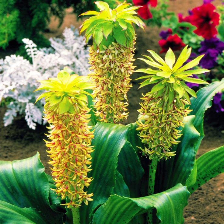 Blue Magic Design Fragrant Pineapple Lily Spring Gardening Growing Bulb Corm Tropical Flower Plant[3 Bulb]
