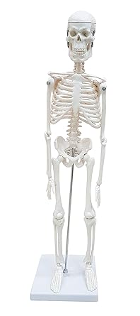 TeachingNest | Desktop Skeleton 45cm | PVC | Anatomical Model