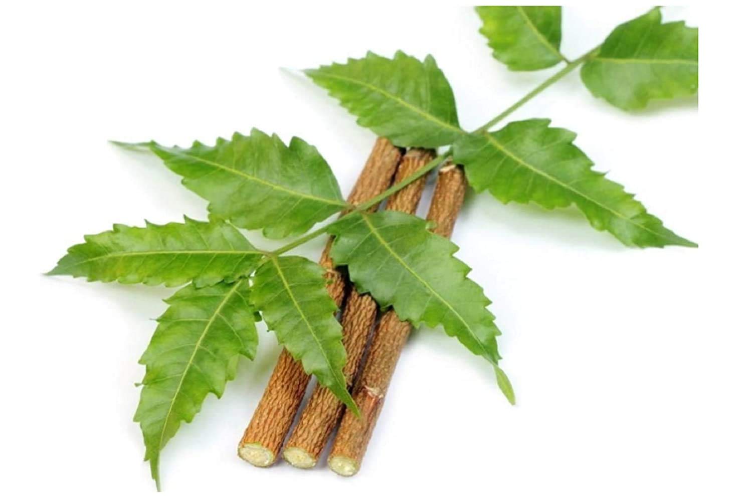 TargetStore Nature Neem Stick/Datun/Delivering Fresh Chewing Sticks Pack of 12