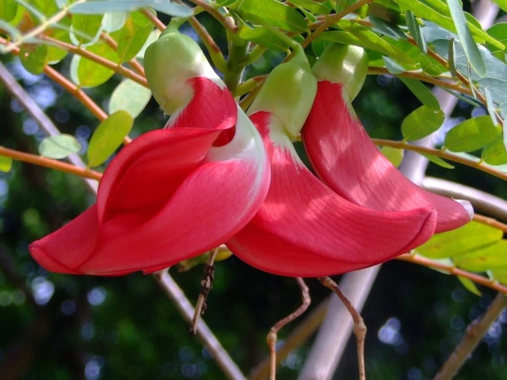Oxiflora Red Bok phool or Heron flower Plant Agathi Cheera,Spinach Agathi Keerai (Tamil), August Tree Bok-phool plant,Humming Bird Tree– (Healthy Live Plant) (B0CZRNHBGZ) Amazon Price History, Amazon Price Tracker