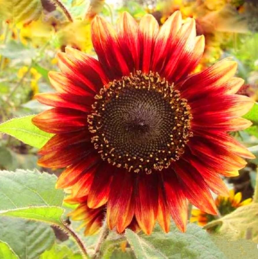 Amazon.com : 40+ Seeds Colorful Sunflower and Multi-Head