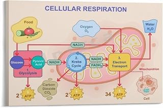 Cellular Respiration Poster Classroom Education Wall Decor (1) Canvas for Bedroom Living Room Decor (Frame-style, 08x12inch(20x30cm))