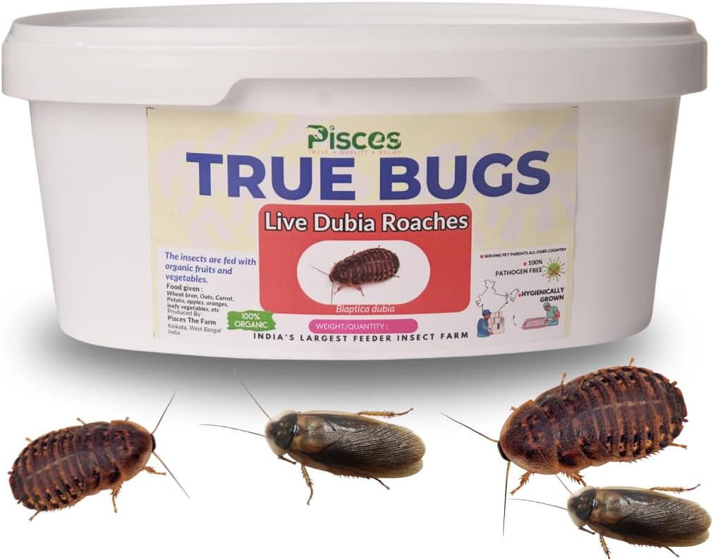 True Bugs Live DUBIA ROACHES | Natural Protein Supplement Food for Aquarium Fishes : Arowana, Reptile, Marmoset, Bearded Dragon etc (10)