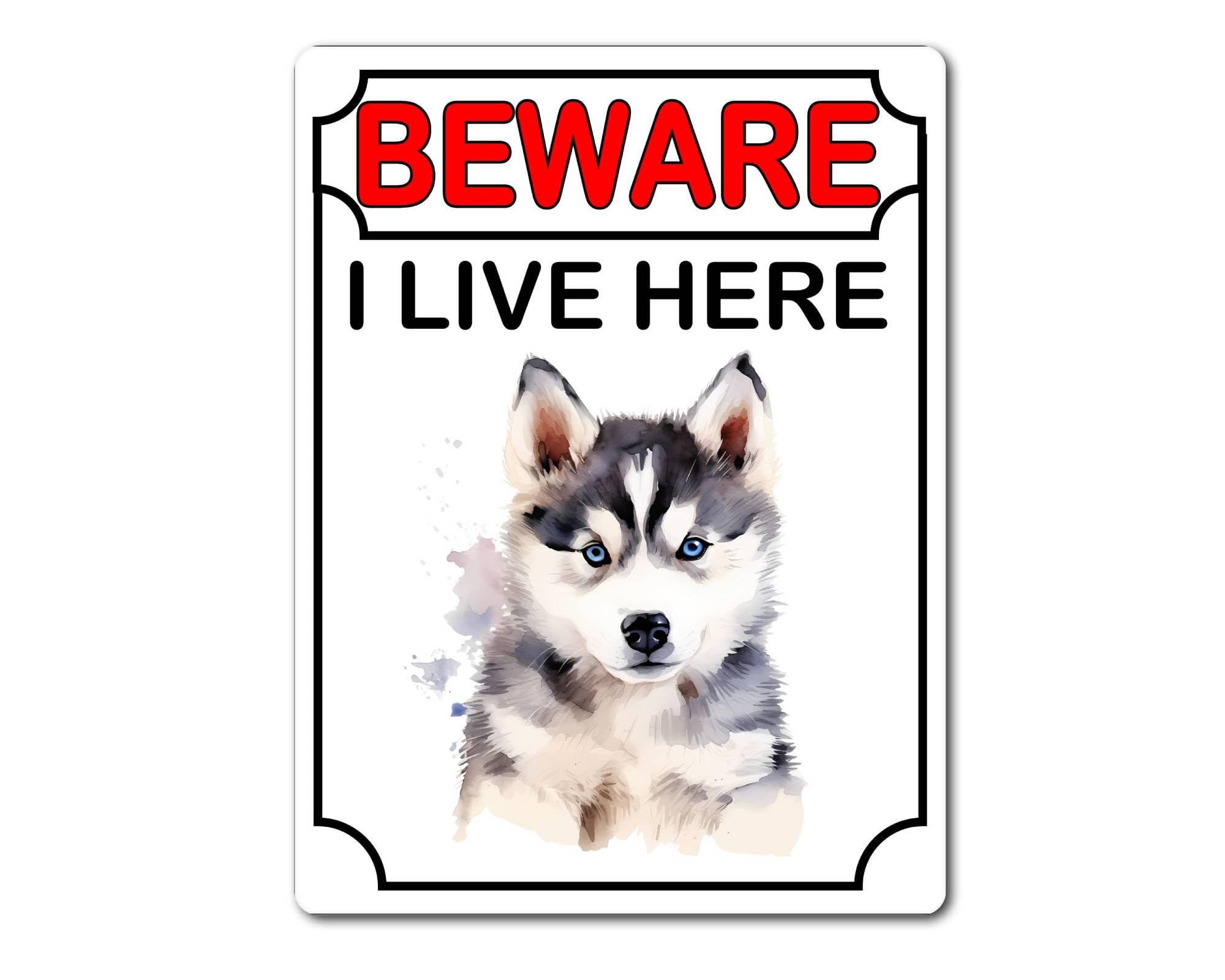 decalarama Husky Metal Sign Gift – Beware I Live Here - Cute Fun Dog Novelty Aluminium Present