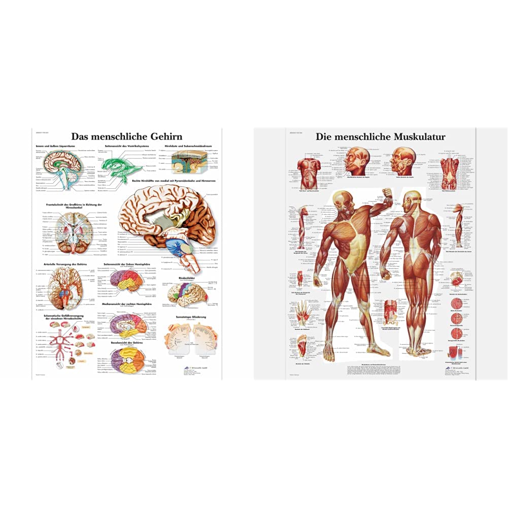 3B Scientific Lehrtafel laminiert - Das menschliche Gehirn & Lehrtafel laminiert - Die menschliche Muskulatur
