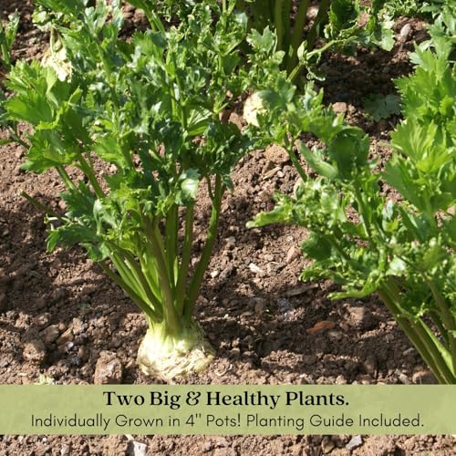 Clovers Garden Celeriac Celery Root Plants - Two (2) Live Plants – Non-GMO - Not Seeds - Each 4" to 8" Tall – in 4" Inch Pots - Heirloom, Cold Hardy, High Yield