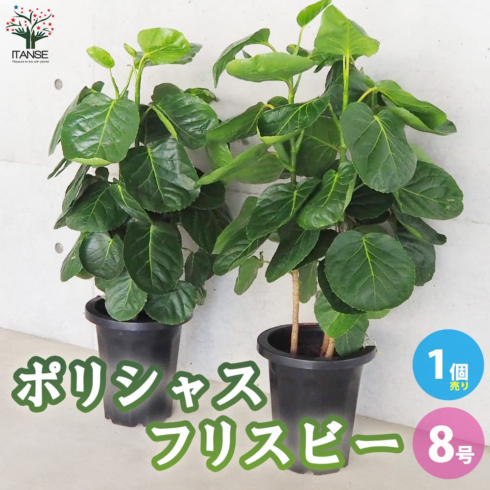 Amazon｜ポリシャス・フリスビー 8号鉢【品種で選べる観葉植物