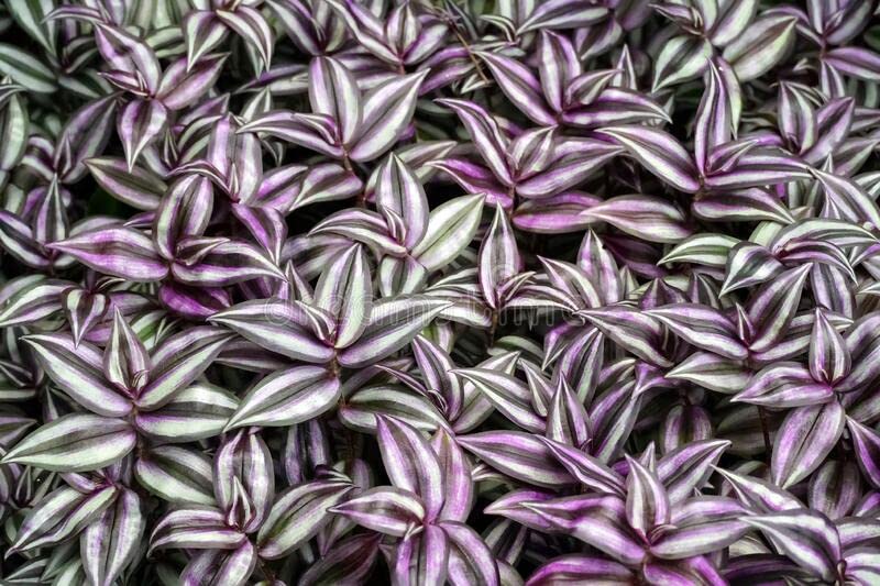 PlantaZee Wandering Jew/Zebrina/Tradescantia Live Plant in Premium White Basket Design Pot (B0B8XFC97Y) Amazon Price History, Amazon Price Tracker