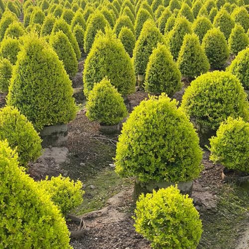 semi di ligustro - mini giardino, arbusto sempreverde arbusto di ligustro resistente siepi, arbusti, in crescita resistenti per il giardino biologici 200pcs