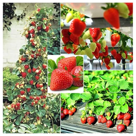 S-pone 250+ Red Climbing Strawberry Seeds Everbearing Fruit Plant Home Garden Sweet and Delicious