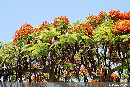 Flammenbaum, SELTENE rote PRACHTBLÜTE, exotische Pflanze, 5 Samen, SUPER !! - Image 4