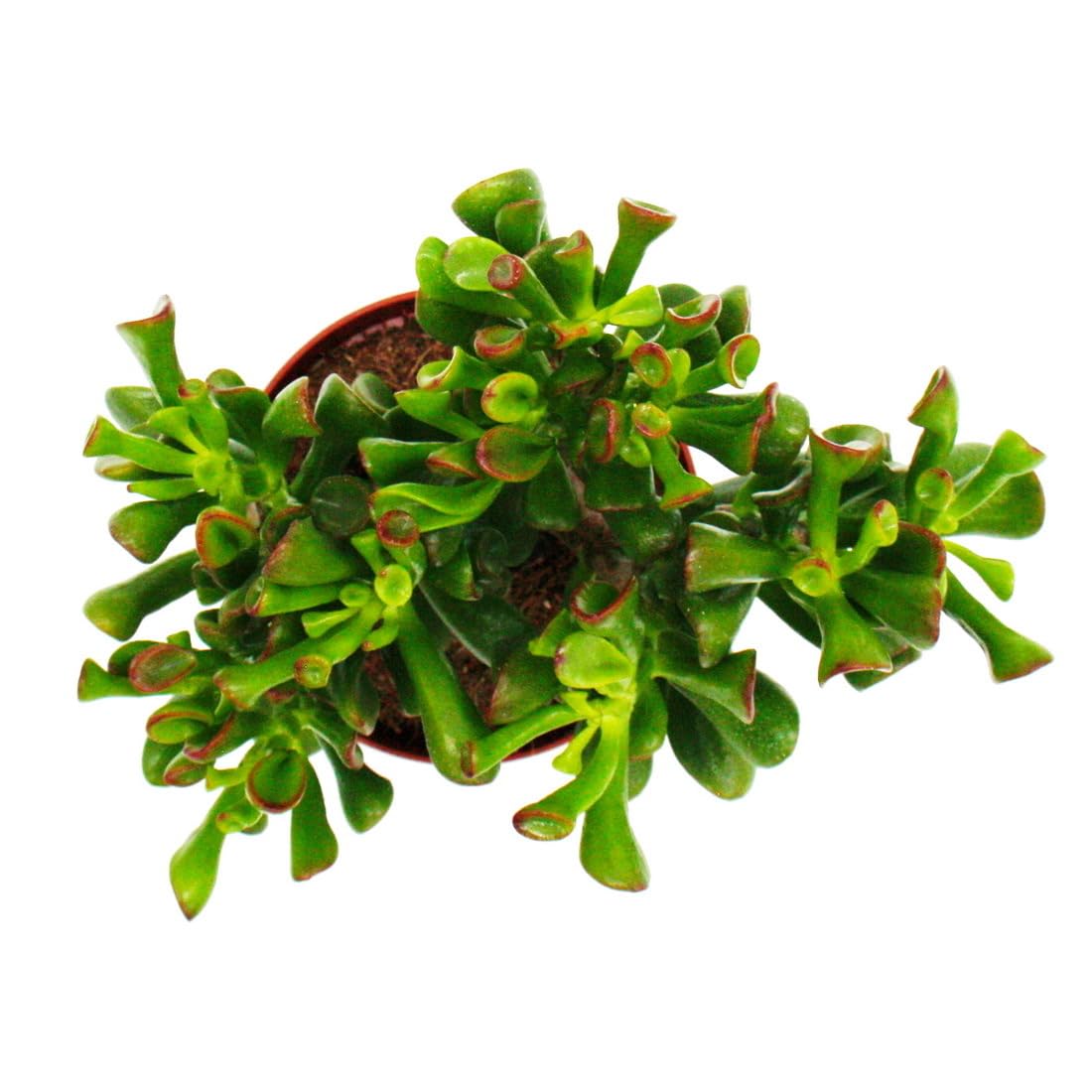scindapsus moonlight variegata Scindapsus Rubicon Aurea Moonlight Yellow Variegated  oramicin