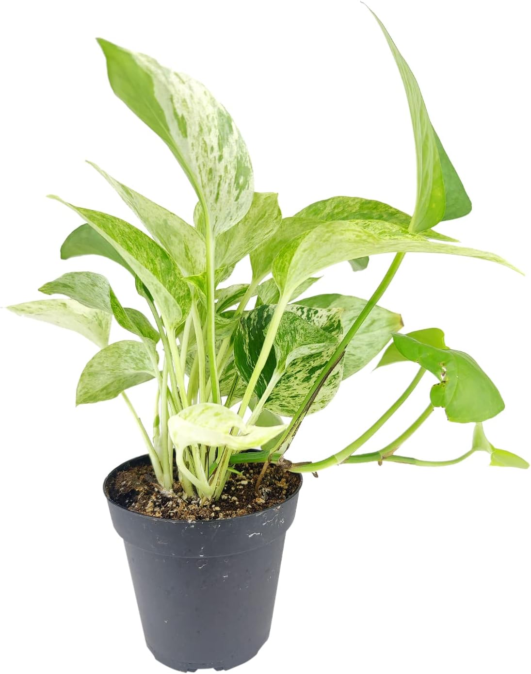 Marble Queen Pothos (4" Grower Pot) Live, Healthy Indoor Houseplants for