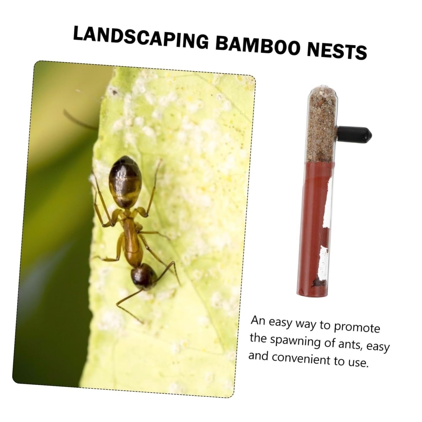 Glass Ant Nest Tube