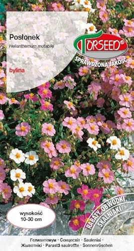 Verdica Épaisse multicolore Helianthemum graines mutables - Couvre-sol vivace spectaculaire, parfait pour les rocailles et les parterres, résistant à la sécheresse, plein soleil, 10-30 cm de hauteur