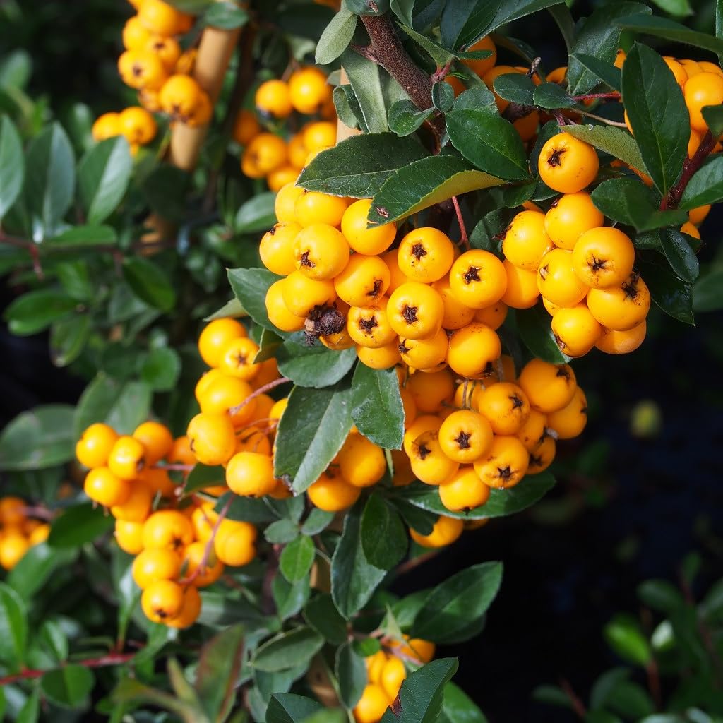 Pyracantha 'Golden Charmer' Evergreen Shrub Hardy Garden Plant in 2L Pot