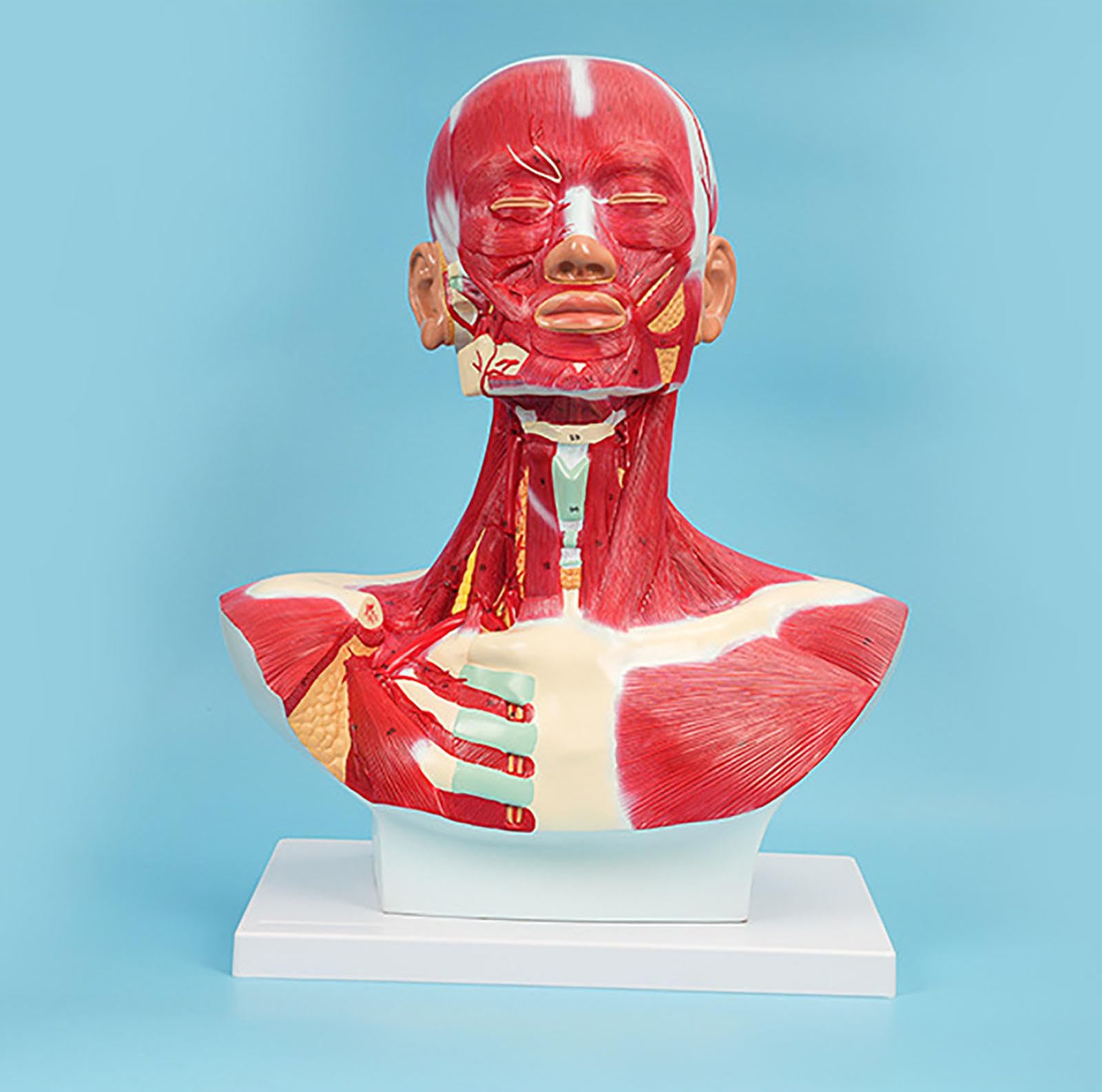 Modèle anatomique de la tête et des muscles faciaux, du cou, de la tête et de la poitrine, pour la formation, l'apprentissage et le dessin en centre de rééducation, institut médical, école d'infirmiè
