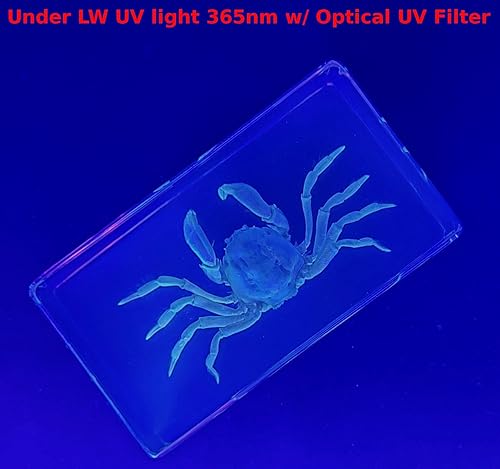 Miniatura 6 de Cangrejo real de 2.874 in en resina de lucita cristalina, muestra preservada Mictyris Brevidactylus Sea Marine Aimal Taxidermia Colección de