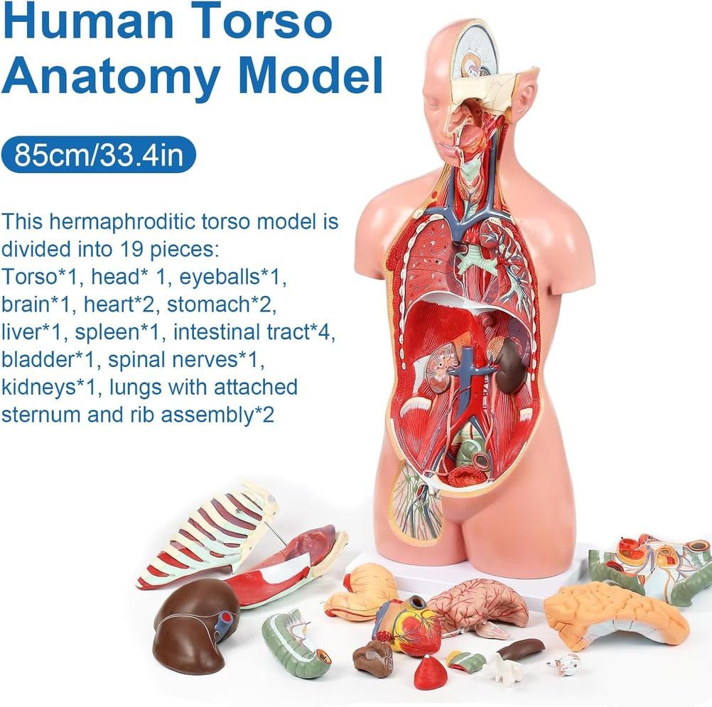 Modello anatomico del Torso Umano Rimovibile in 19 Parti, 85 cm, con Cuore, Cervello, organi viscerali, Strati muscolari, Ossa, vasi e nervi, Manuale per l'educazione Medica e scientifica
