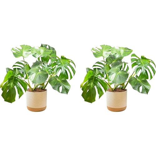 Costa Farms Monstera Plant (2-Pack), Live Indoor Set of Plants Houseplants in Indoors Garden Planter Pots, Housewarming, Air-Purifying Decoration for Home, Office, and Room Decor, 2-3 Feet Tall
