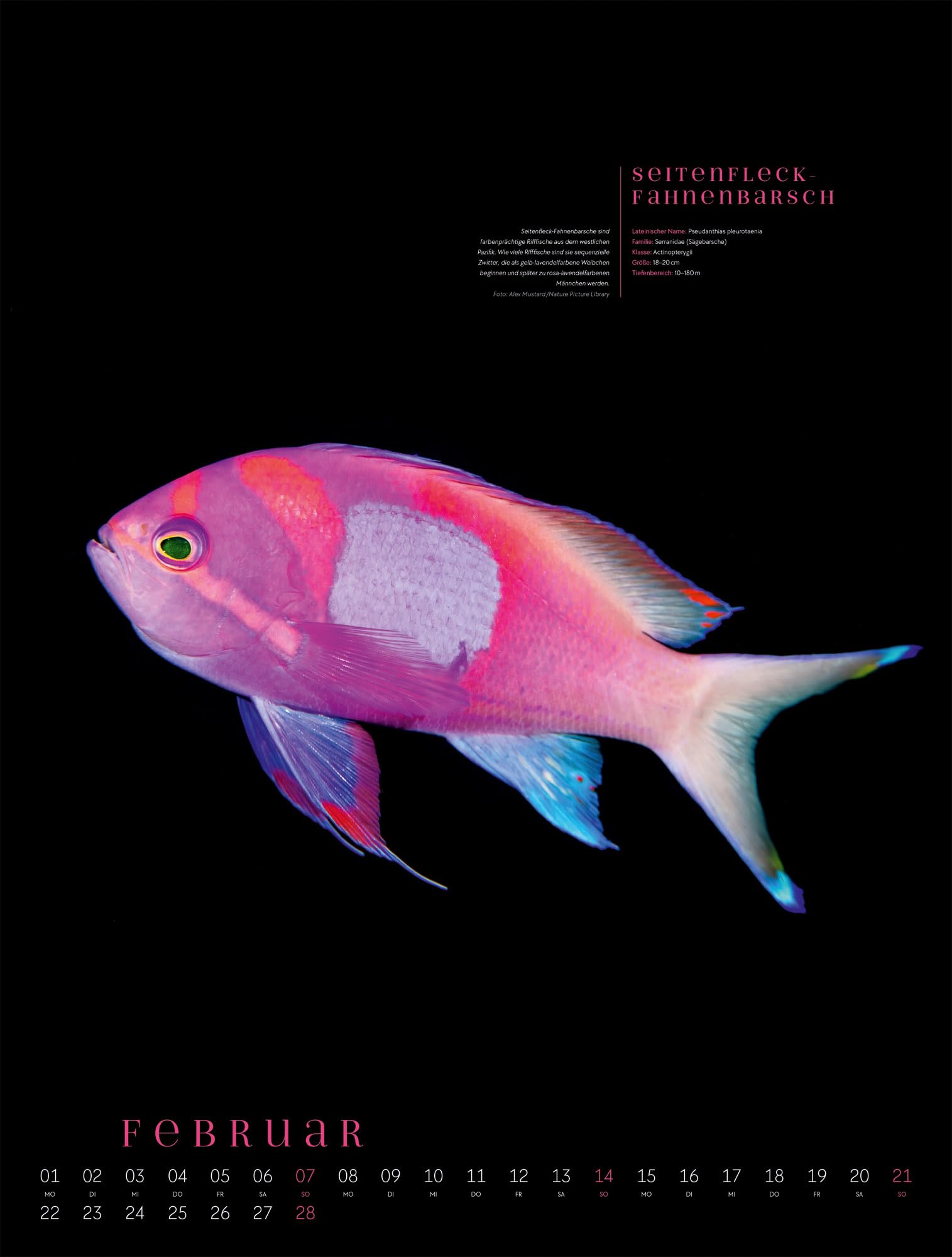 Ozeaneo Kalender 2027 | Geheimnisvolles Meer | Bildstarker Unterwasser-Kalender im großen Hochformat (50x66 cm) | Mit wissenschaftlichen Informationen