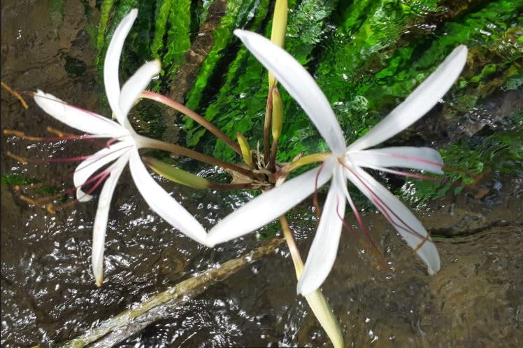 Crinum Thaianum - Plantas de acuario saludables oxigenantes tropicales - Camarón - Pasaporte de plantas - A - Crinum - B - 154553 - C - Crin5 - D - GB