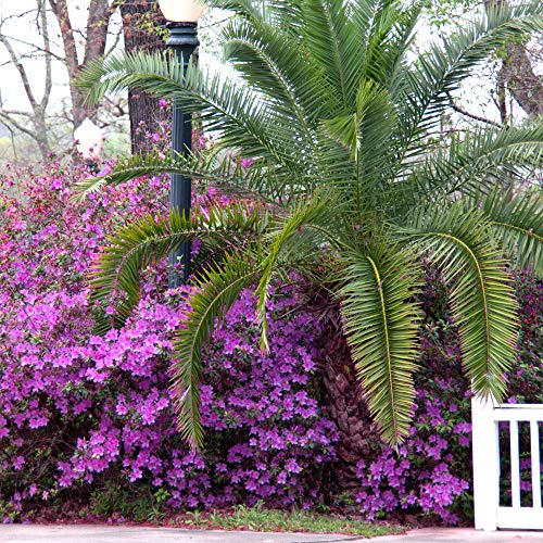 Cottage Hill Azalea 'Poukhanense Compacta' - 2 Piece Live Plant, Lavender Blooms