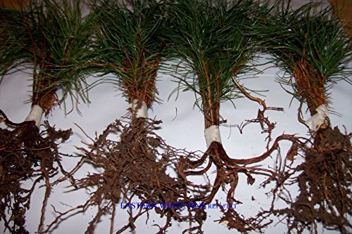 Evergreen Transplant Seedlings 6" To 8" Tall Qty-22 #TOP5