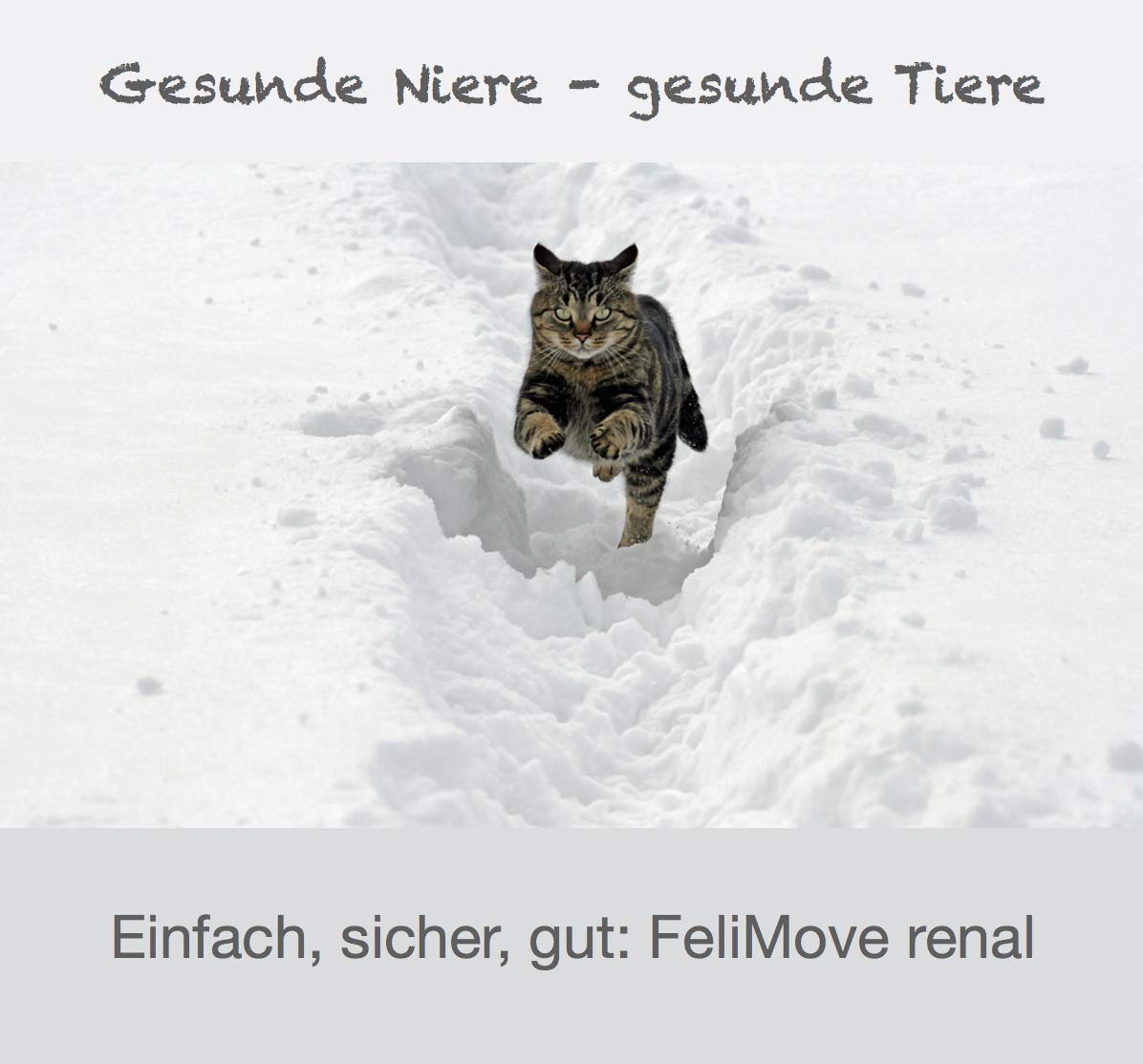 renal (1 x 50 g Pulver) - Pulver zur Unterstützung der physiologischen Nierenfunktion und des Blutdrucks | Mit Schwarzen Knoblauch, Ackerschachtelhalm, Goldrute und mehr