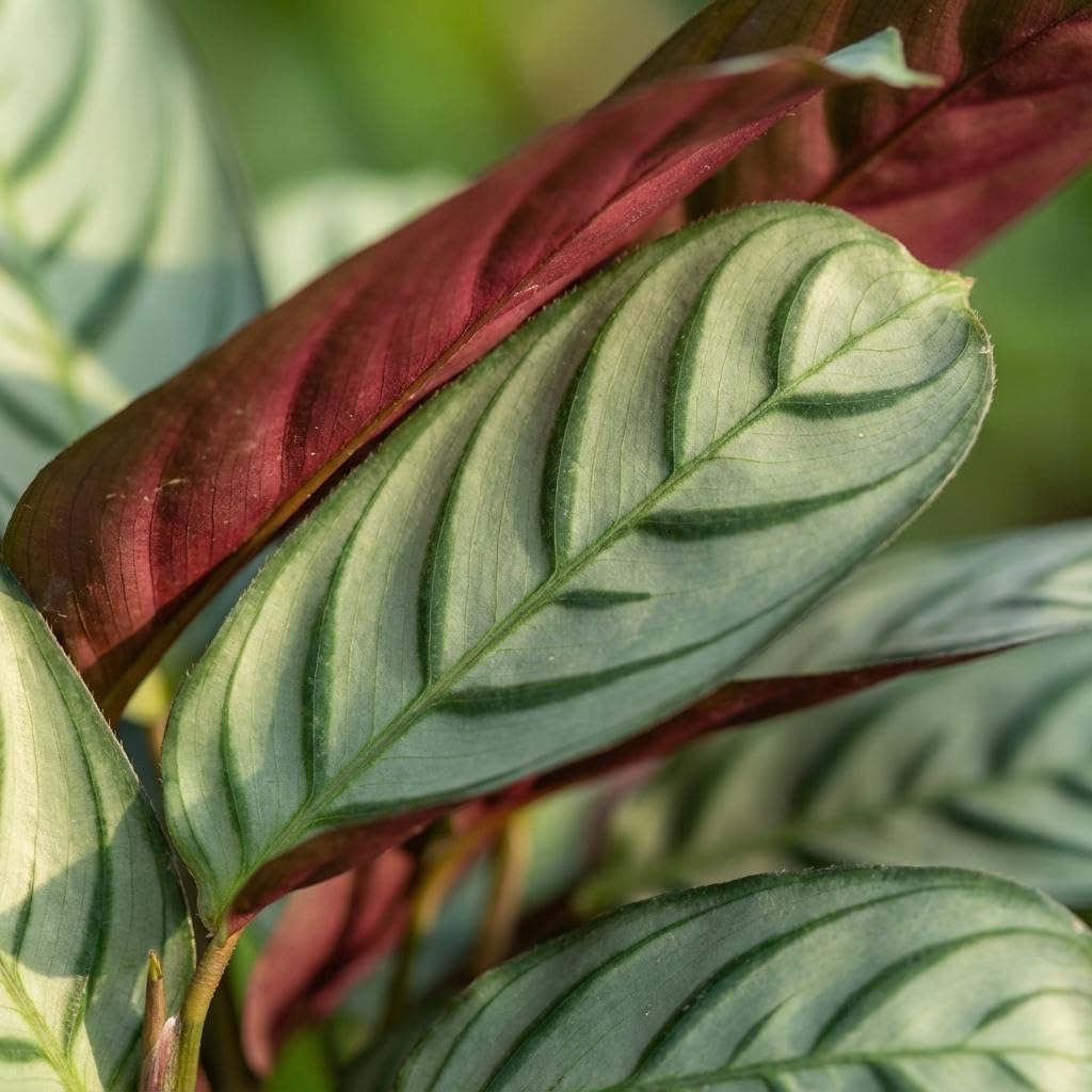 Planta Ctenanthe Amagris, Decoración de Interior, Gris Verde, Maceta 14 cm