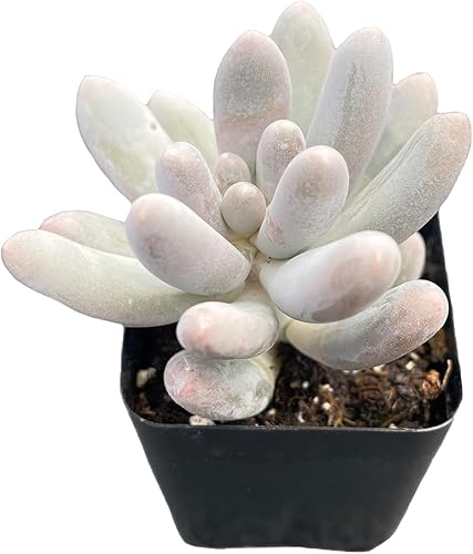 Plantas suculentas vivas Pachyphytum 'Sweet-Dumplingss', mini suculentas en maceta, aproximadamente 2 pulgadas de profundidad x 2 pulgadas de alto,