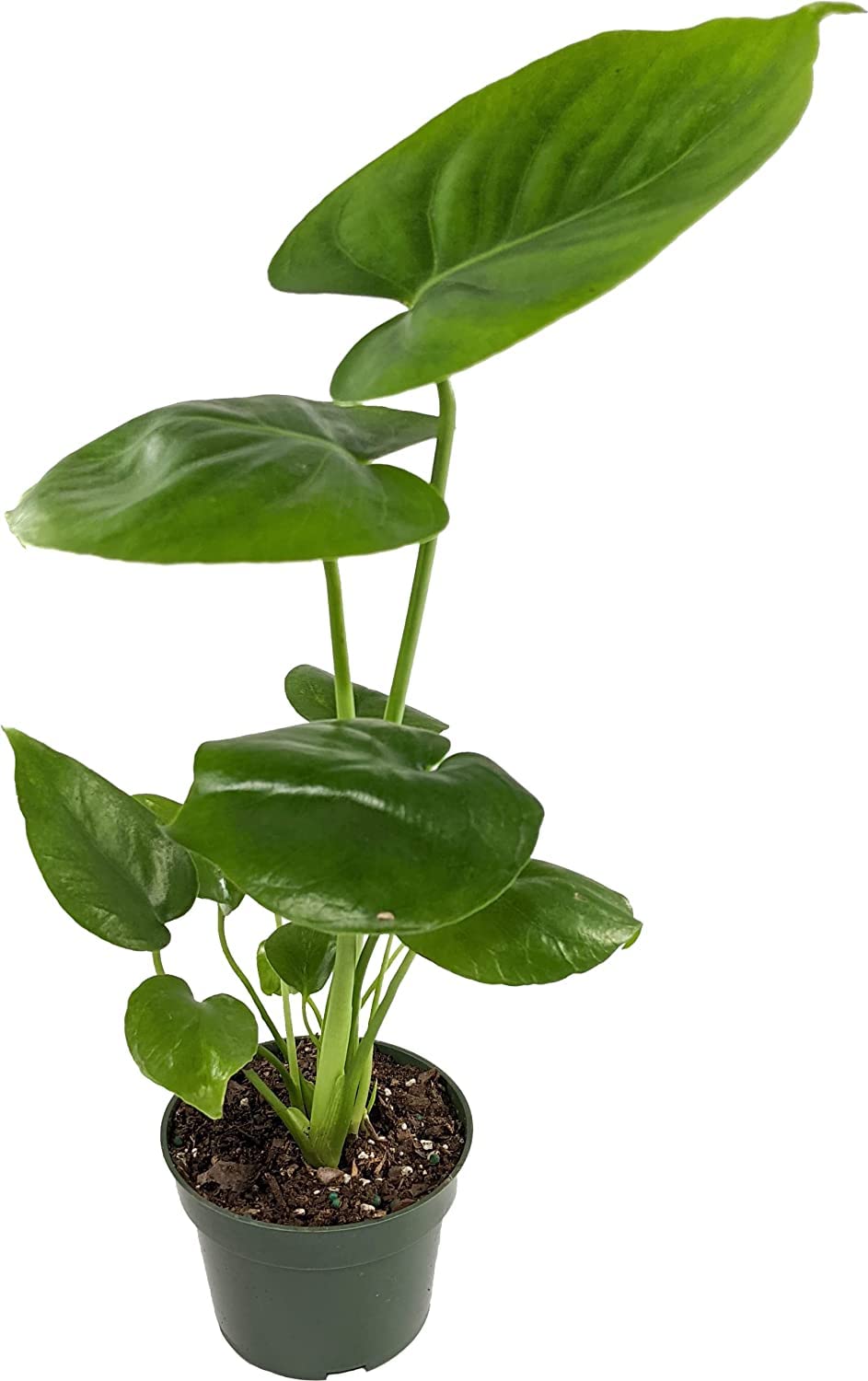 See full amazon price history chart for CAPPL Philodendron Monstera Deliciosa Natural Live Indoor Plant in Flower Pot CAPPL Philodendron Monstera Deliciosa Natural Live Indoor Plant in Flower Pot (B0BHDTYNFN) Amazon Price History, Amazon Price Tracker