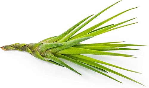 Miniatura 8 de Tillandsia Plantas de aire vivas de interior (paquete de 100), plantas de aire, recuerdos de fiesta a granel o recuerdos de boda, plantas vivas,