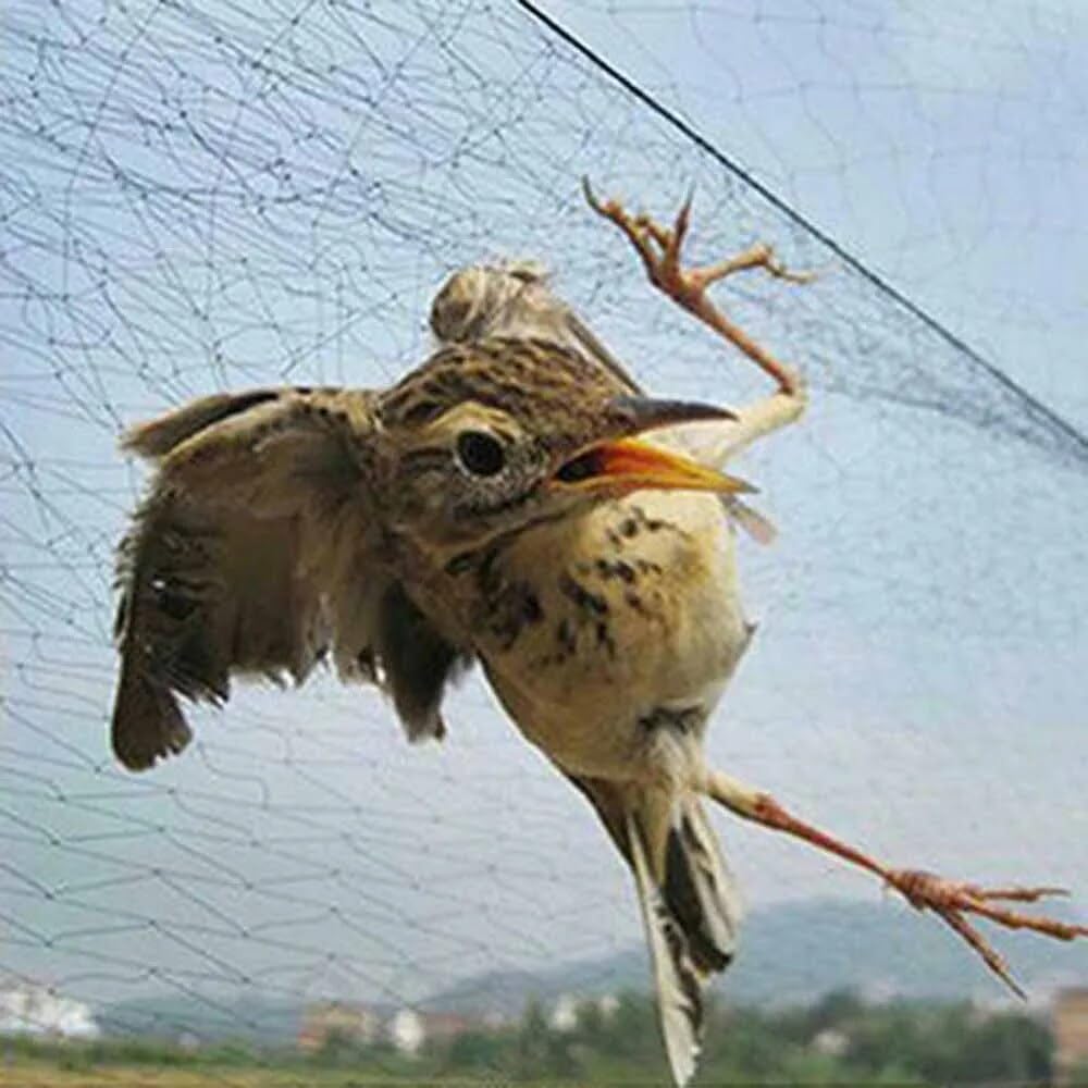 Anti Bird Catcher Netting Pond Net Fishing Net Traps Crops Fruit Tree Vegetables