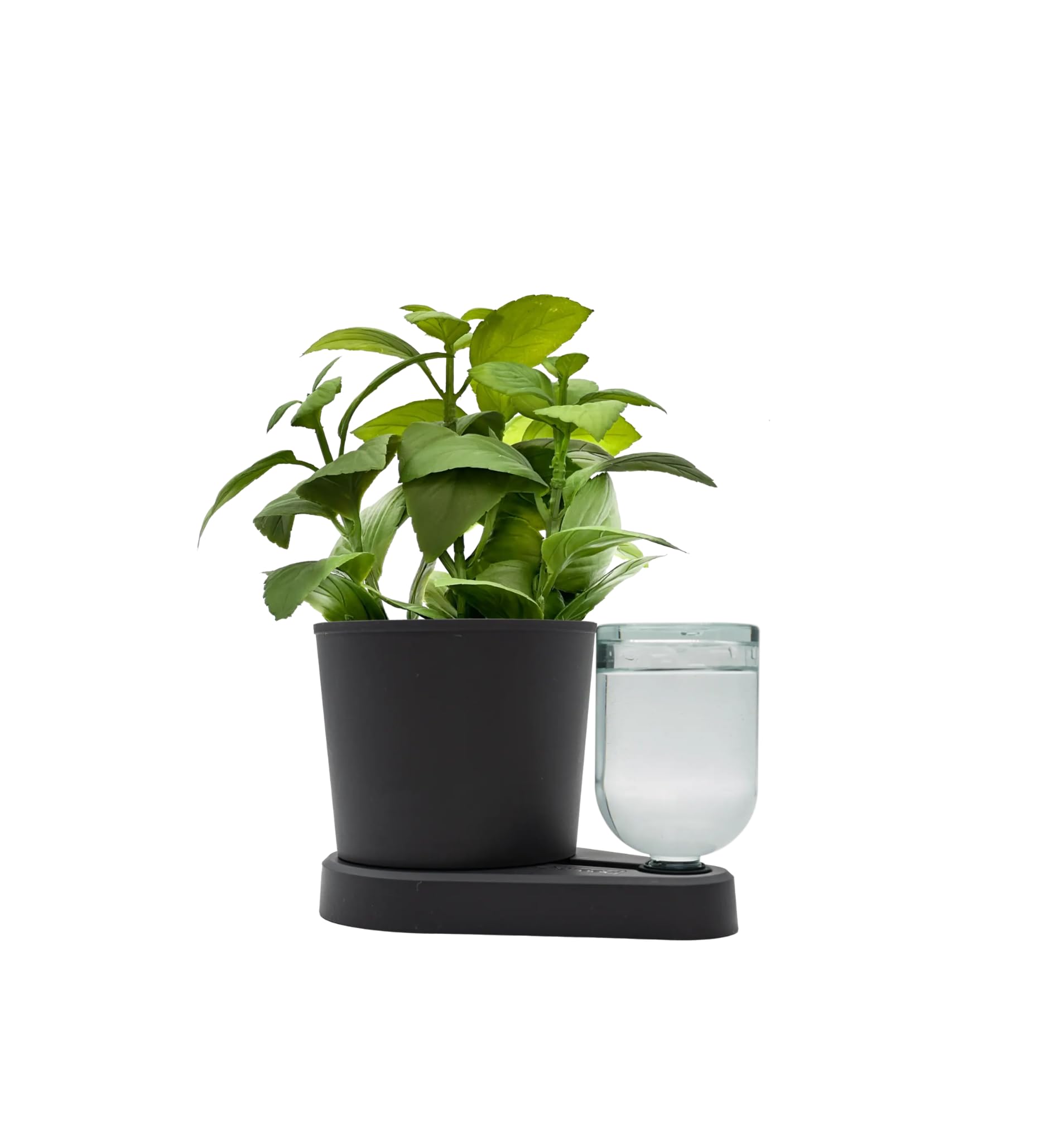 greevi kräuterheld | Selbstbewässernder Pflanztopf für Küchenkräuter | Made in Germany | Kunststoff (Standard/Glasflasche, schwarz)