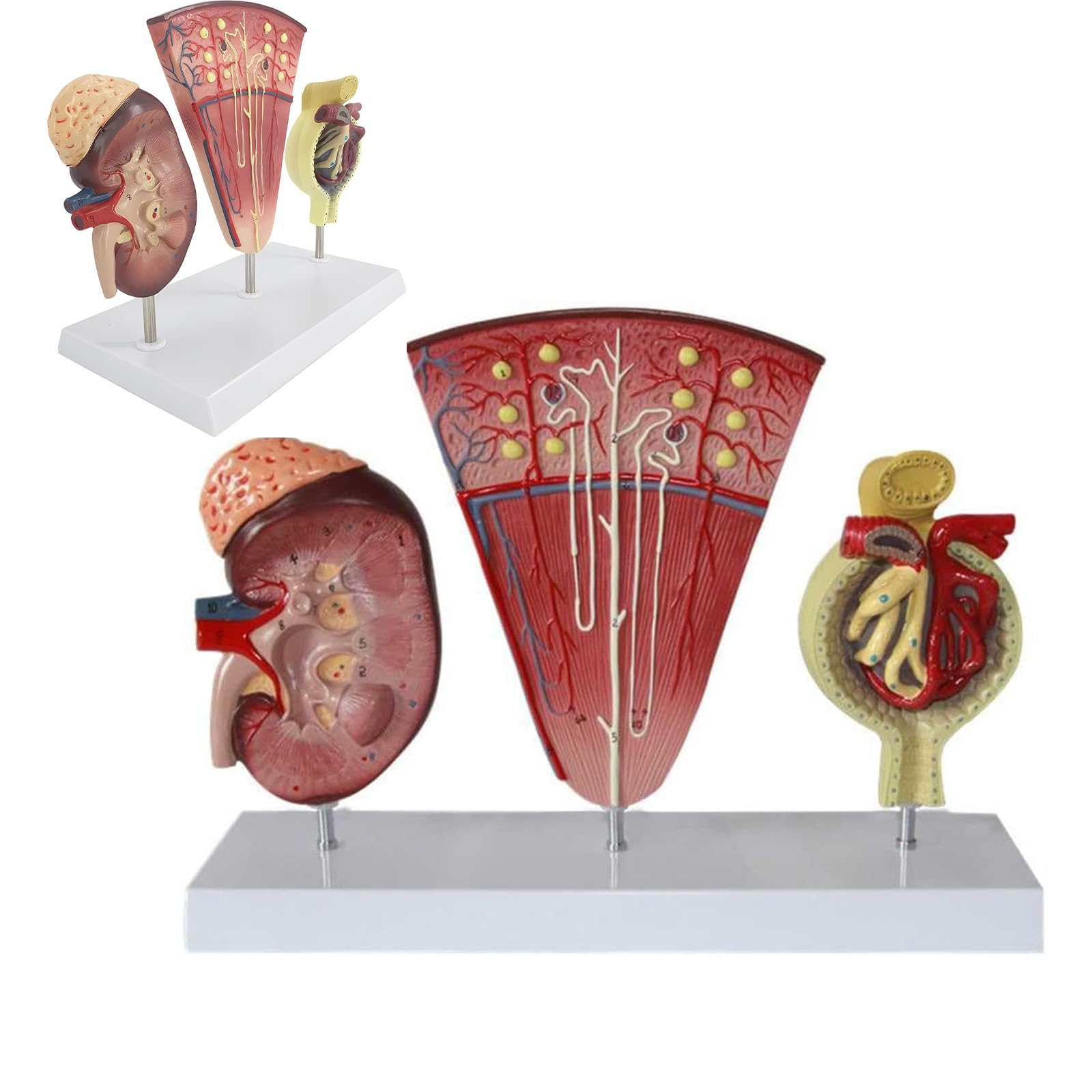 Néphron et glomérule AMITD 3 sections pour animer vos cours de biologie