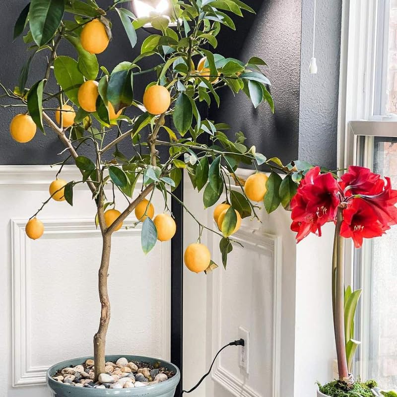 See full amazon price history chart for Grafted lemon plant hybrid all seasons pack of 1 live big size plant Grafted lemon plant hybrid all seasons pack of 1 live big size plant (B0D5MKG8QZ) Amazon Price History, Amazon Price Tracker