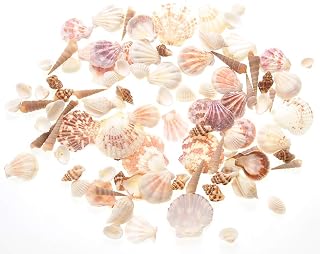 PowerTRC 100 Mixed Colorful Beach Sea Shells 1-2.5in - Ocean Theme Party Wedding Decor Vase Filler Fish Tank Aquarium