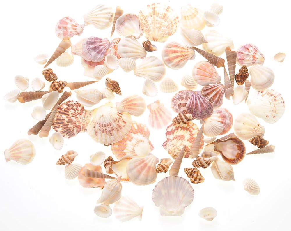 PowerTRC Mixed Beach Sea Shells for Ocean Theme Parties and Weddings Decoration | Vase, Fountain & Fish Tank Filler Various Sizes 1”-2.5” | Approx.100 Sea Shells