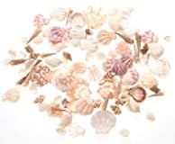 PowerTRC Mixed Beach Sea Shells for Ocean Theme Parties and Weddings Decoration | Vase, Fountain & Fish Tank Filler Various Sizes 1”-2.5” | Approx.100 Sea Shells