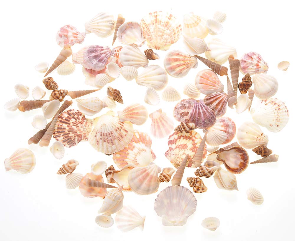PowerTRC Mixed Beach Sea Shells for Ocean Theme Parties and Weddings Decoration | Vase, Fountain & Fish Tank Filler Various Sizes 1”-2.5” | Approx.100 Sea Shells