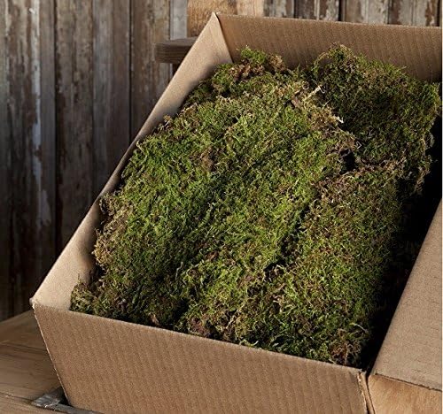 Real Natural Floral Moss Sheet Moss Green Moss